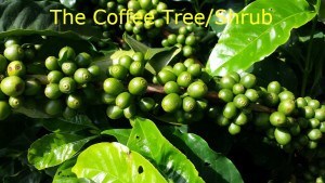 the coffee bush or tree