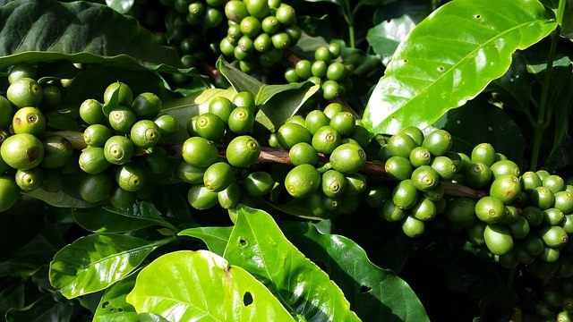 the coffee plant with cherries